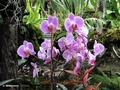 Im Orchideengarten