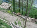 Ursina bei der Mittagsruhe