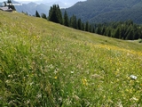 Blumenwiese